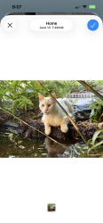 Lost Male Cat last seen 80th St N and 24th Ave, St. Petersburg, FL 33710