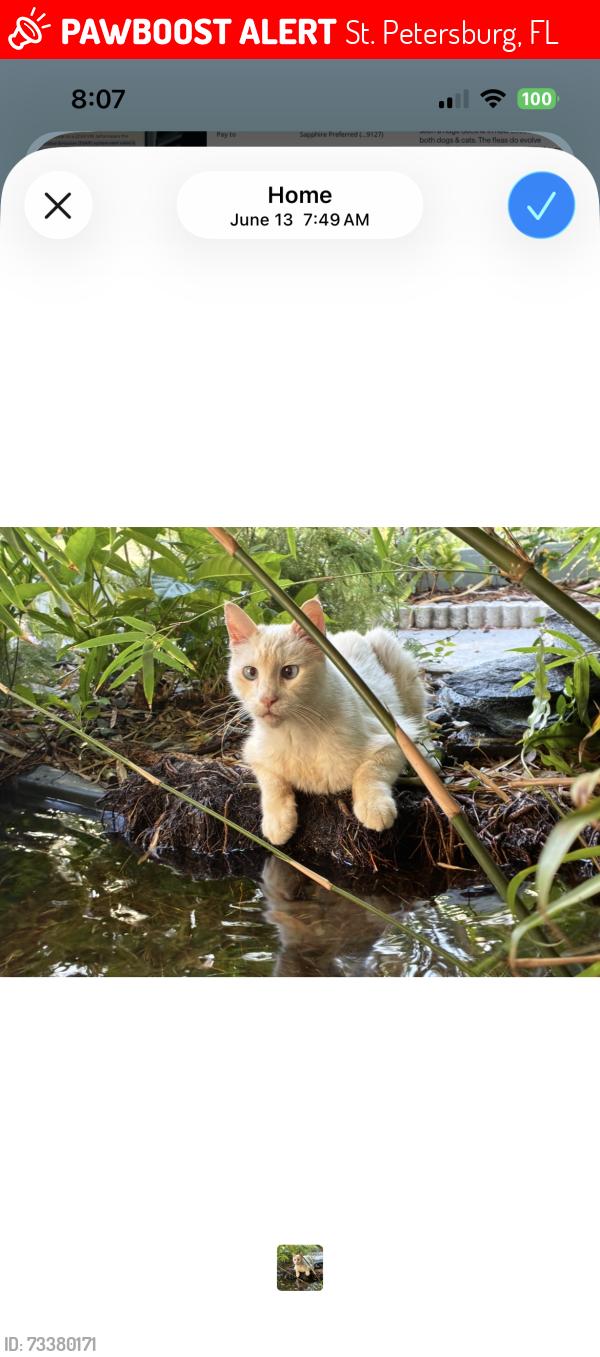 Lost Male Cat last seen 80th St N and 24th Ave, St. Petersburg, FL 33710
