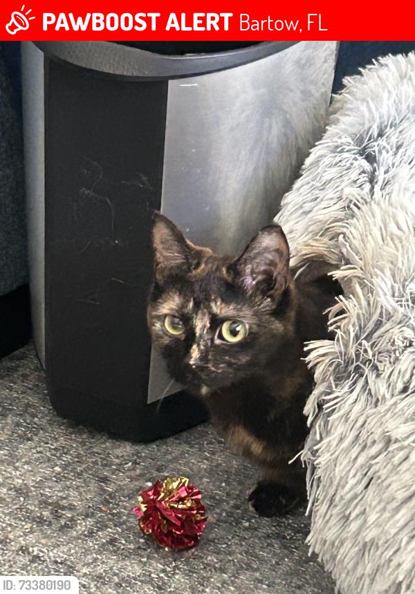 Lost Female Cat last seen Hancock Crossing, Bartow, FL 33830