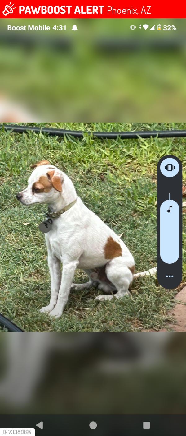 Lost Male Dog last seen 39th ave and Thomas Rd, Phoenix, AZ 85019