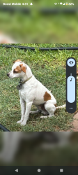 Lost Male Dog last seen 39th ave and Thomas Rd, Phoenix, AZ 85019