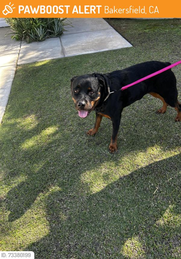 Found/Stray Female Dog last seen Crescent creek ct 93311 ..River run/Buena Vista area, Bakersfield, CA 93311