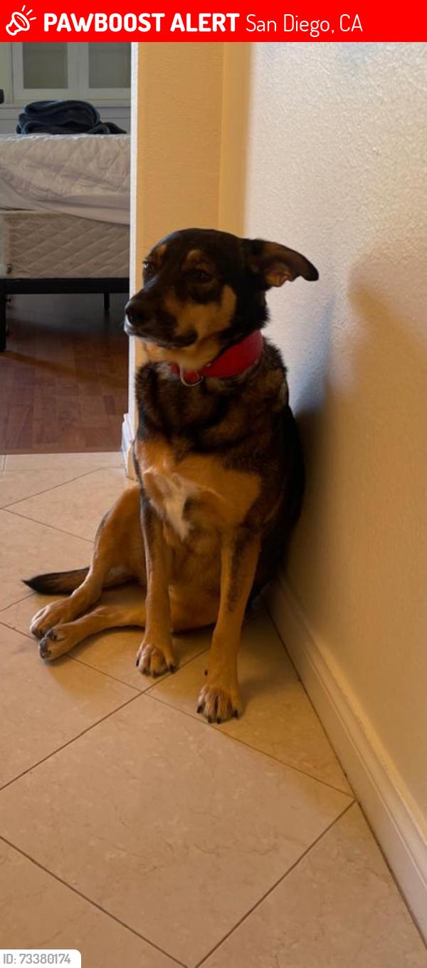 Lost Female Dog last seen Crossing street is Soledad Mountain Road, San Diego, CA 92037