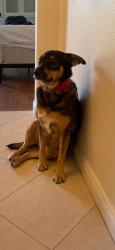 Lost Female Dog last seen Crossing street is Soledad Mountain Road, San Diego, CA 92037