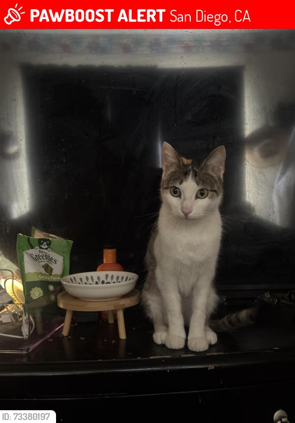Lost Female Cat last seen Hickman Elementary School, San Diego, CA 92126