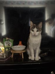 Lost Female Cat last seen Hickman Elementary School, San Diego, CA 92126