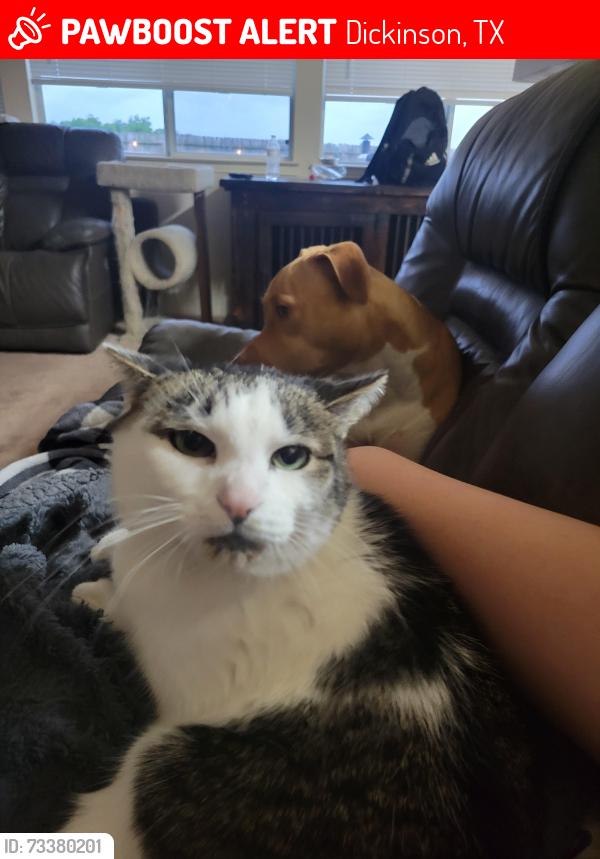 Lost Male Cat last seen Near Silver Mist Circle, Dickinson Texas, Dickinson, TX 77539