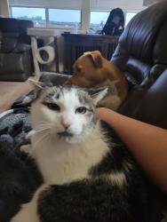 Lost Male Cat last seen Near Silver Mist Circle, Dickinson Texas, Dickinson, TX 77539