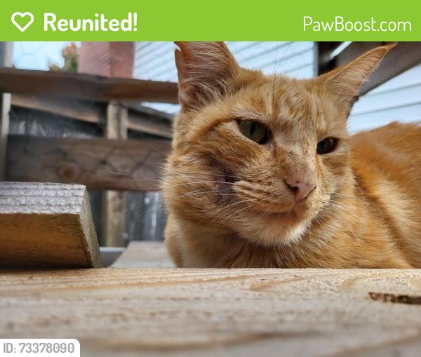 Reunited Male Cat last seen N. 19th & Union, Tacoma, Tacoma, WA 98406