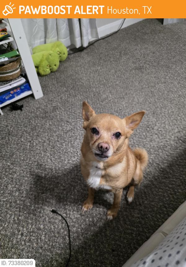Found/Stray Female Dog last seen Near Barker Cypress rd, Houston, TX 77084