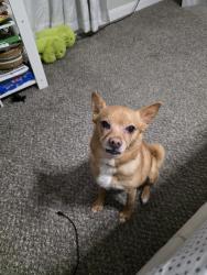 Found/Stray Female Dog last seen Near Barker Cypress rd, Houston, TX 77084