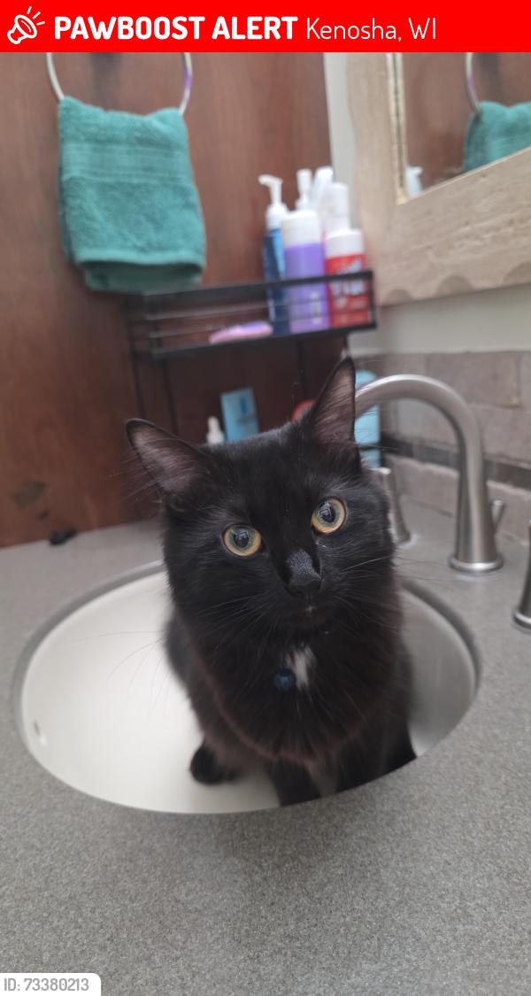 Lost Female Cat last seen Near 50th kenosha, Kenosha, WI 53140