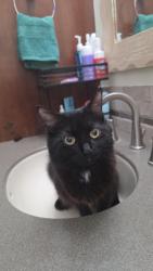 Lost Female Cat last seen Near 50th kenosha, Kenosha, WI 53140