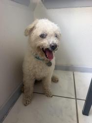 Found/Stray Male Dog last seen Limewood Ln, Townewest, TX 77498
