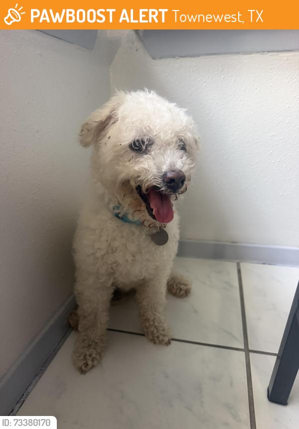 Found/Stray Male Dog last seen Limewood Ln, Townewest, TX 77498