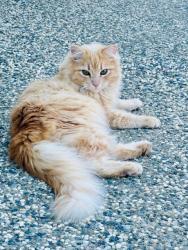 Lost Male Cat last seen Lake Willow Way, Elk Grove, CA 95758