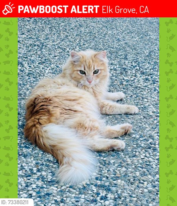 Lost Male Cat last seen Lake Willow Way, Elk Grove, CA 95758