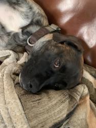 Lost Male Dog last seen Crater rd, Petersburg, VA 23803