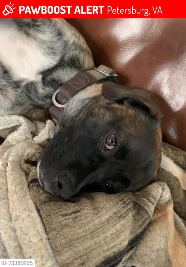 Lost Male Dog last seen Crater rd, Petersburg, VA 23803