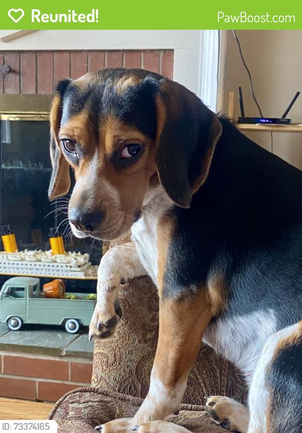 Reunited Female Dog last seen Eagle Drive/Fairview Ave, Dudley, MA 01571