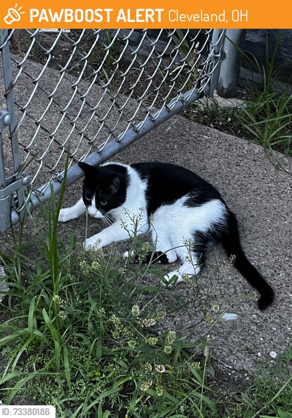 Found/Stray Unknown Cat last seen around the neighborhood, Cleveland, OH 44110