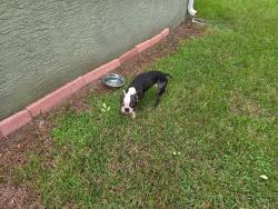 Found/Stray Male Dog last seen Jutland drive and Kinsmere Rd, Trinity, FL 34655
