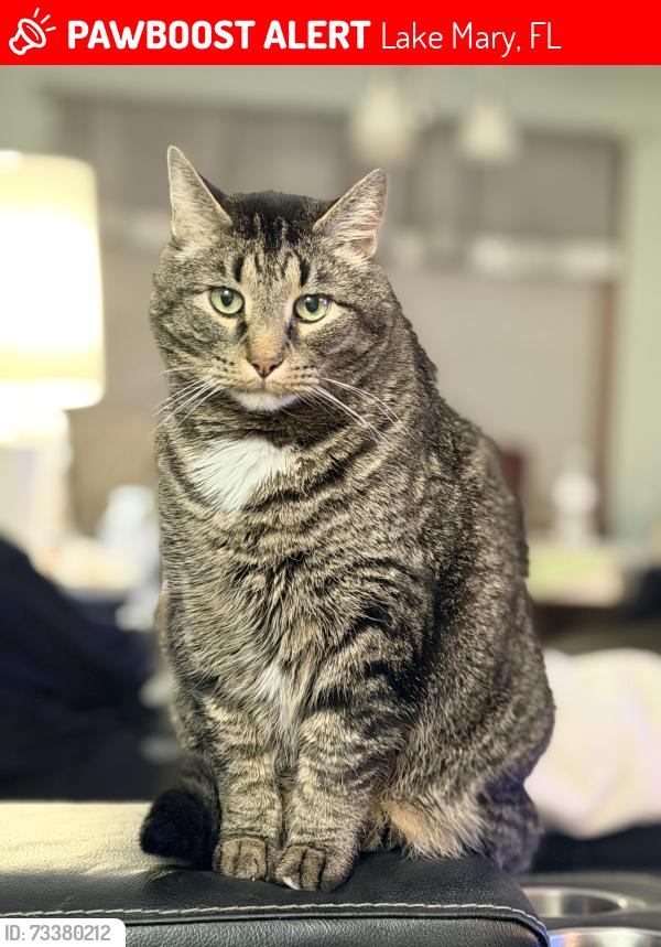 Lost Male Cat last seen Hills of Lake Mary, Lake Mary, FL 32746