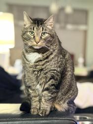 Lost Male Cat last seen Hills of Lake Mary, Lake Mary, FL 32746