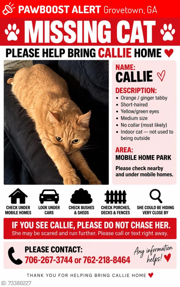 Lost Female Cat last seen Near Creek Side Dr Grovetown GA 30813, Grovetown, GA 30813