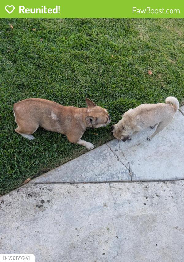 Reunited Female Dog last seen Bristol Lane and Dorset Lane, Tracy, CA, Tracy, CA 95377