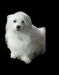 Reunited Male Dog last seen Twinpost Ct, Irving Tx 75062, Irving, TX 75062