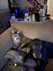 Lost Female Cat last seen Near Blair road, Summerville, SC 29483