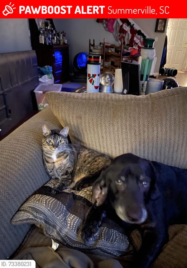 Lost Female Cat last seen Near Blair road, Summerville, SC 29483