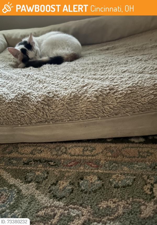 Found/Stray Female Cat last seen Woodbine and Kearney, Cincinnati, OH 45216