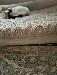 Found/Stray Female Cat last seen Woodbine and Kearney, Cincinnati, OH 45216