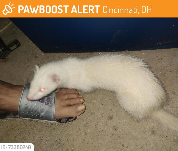 Found/Stray Unknown Ferret last seen West 8th St, Cincinnati, OH 45238