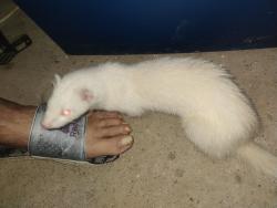 Found/Stray Unknown Ferret last seen West 8th St, Cincinnati, OH 45238