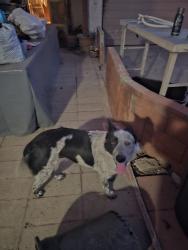 Reunited Female Dog last seen California Ave & W Vine Ave, West Covina, CA 91790, USA, West Covina, CA 91790