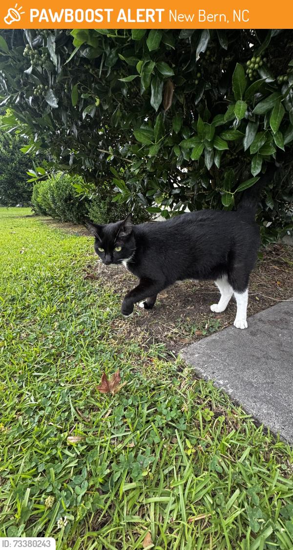 Found/Stray Male Cat last seen YMCA, New Bern, NC 28562