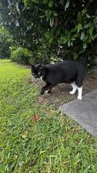 Found/Stray Male Cat last seen YMCA, New Bern, NC 28562