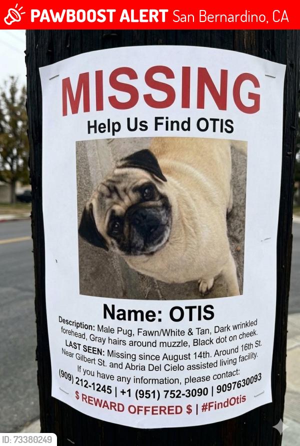 Lost Male Dog last seen E and 16th St, San Bernardino, CA 92404
