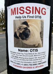 Lost Male Dog last seen E and 16th St, San Bernardino, CA 92404