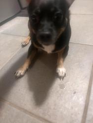 Reunited Male Dog last seen Brookshire, Asheville, NC 28803