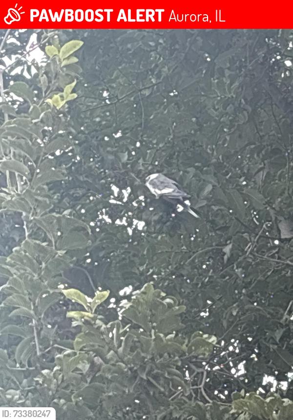 Lost Male Bird last seen Oakhurst Drive, Aurora, IL 60504