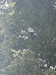 Lost Male Bird last seen Oakhurst Drive, Aurora, IL 60504