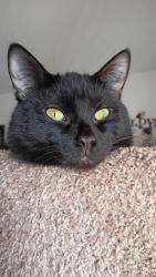 Lost Male Cat last seen He was near redbud pl, Lorain, OH 44053
