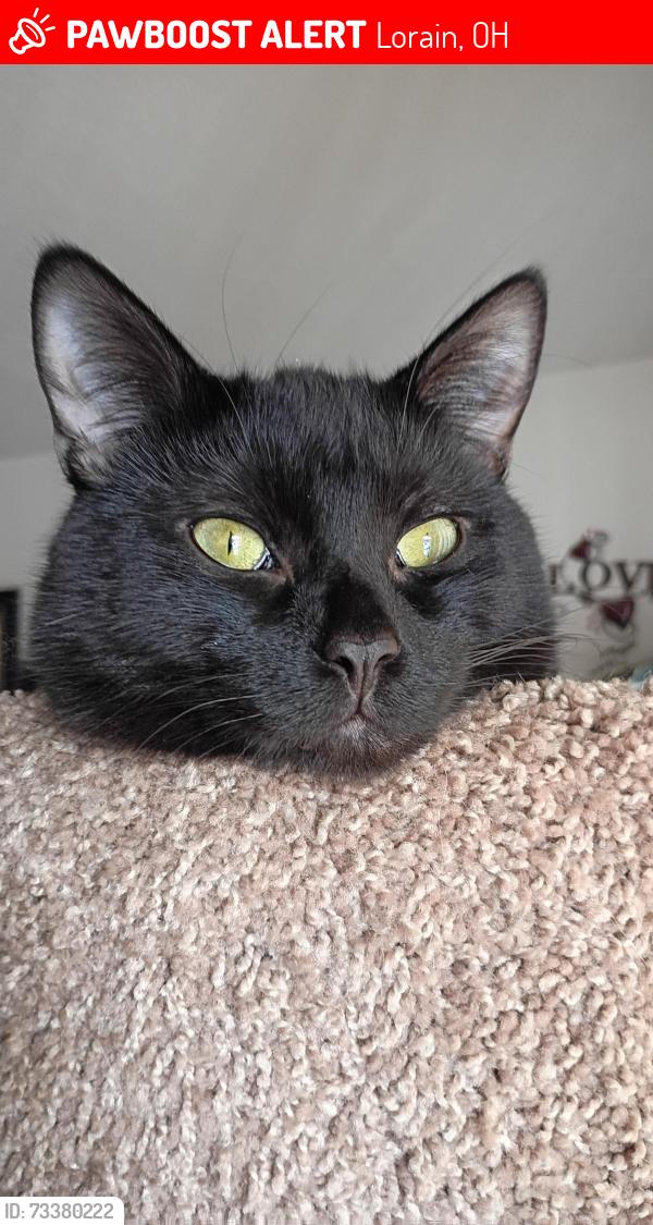 Lost Male Cat last seen He was near redbud pl, Lorain, OH 44053