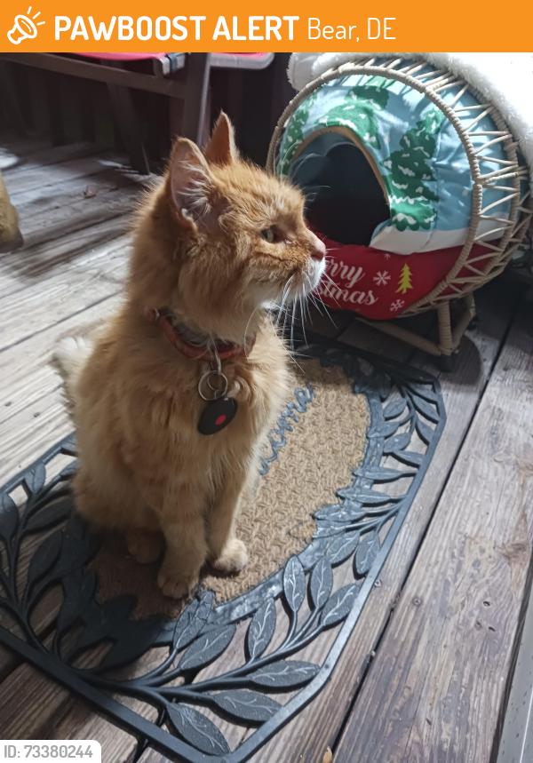Found/Stray Unknown Cat last seen Waterford ests, Bear, DE 19701