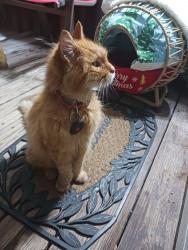 Found/Stray Unknown Cat last seen Waterford ests, Bear, DE 19701