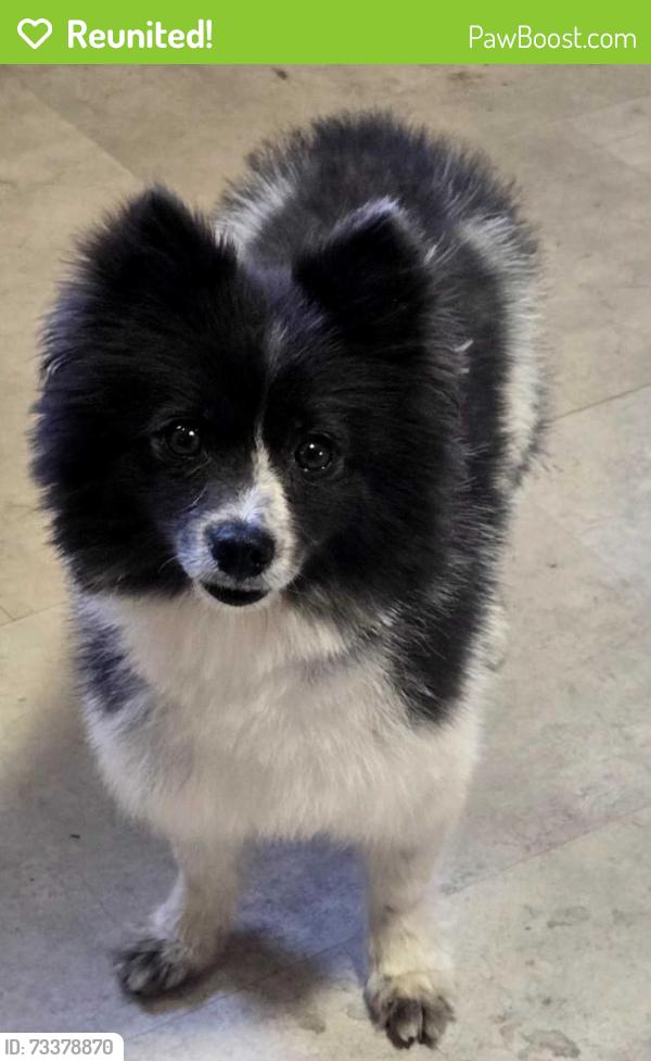 Reunited Female Dog last seen Havenpark Ave, El Monte, CA 91733